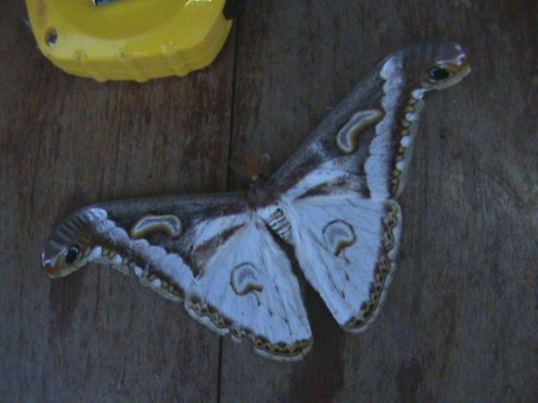 /filer/webapps/moths/media/images/A/albidus_Epiphora_A_Guyonnet.jpg