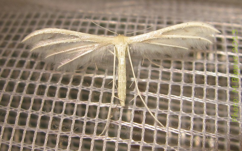 /filer/webapps/moths/media/images/A/albidus_Pterophorus_A_Bippus_01.jpg