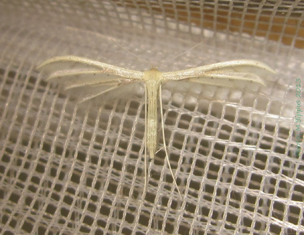 /filer/webapps/moths/media/images/A/albidus_Pterophorus_A_Bippus_02.jpg