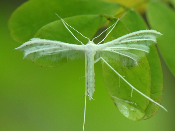 /filer/webapps/moths/media/images/A/albidus_Pterophorus_A_Bowen.jpg