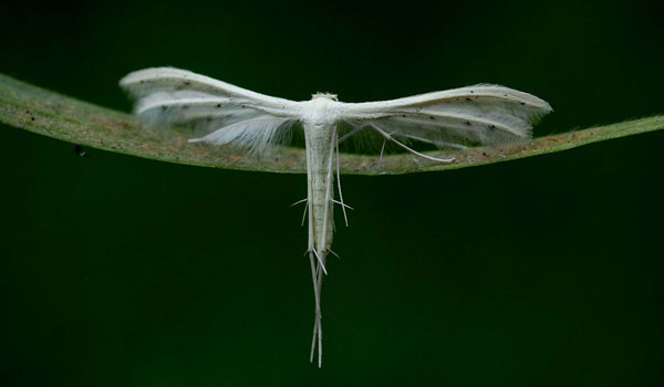 /filer/webapps/moths/media/images/A/albidus_Pterophorus_A_King.jpg