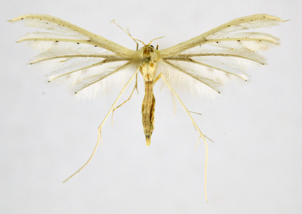 /filer/webapps/moths/media/images/A/albidus_Pterophorus_A_NHMO_01.jpg