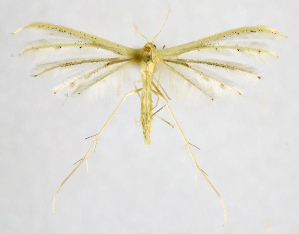 /filer/webapps/moths/media/images/A/albidus_Pterophorus_A_NHMO_02.jpg