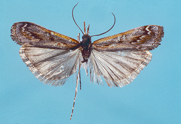 /filer/webapps/moths/media/images/A/albifascia_Bassi_HT_Melkbosch_Strand_Cape_Province_3344S_1826E_7.IV.1962_GS_3577_GB.jpg