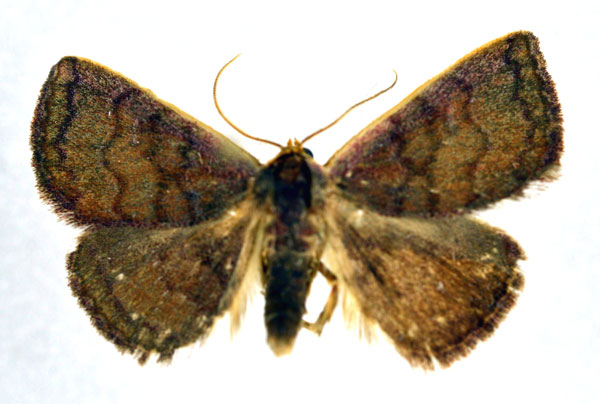 /filer/webapps/moths/media/images/A/albifascia_Eublemma_AM_NHMO.jpg