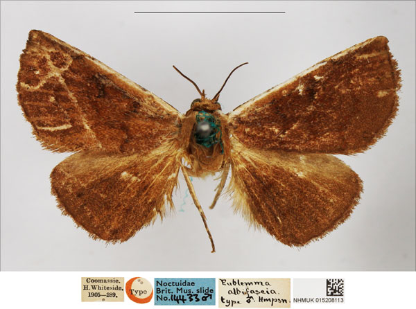 /filer/webapps/moths/media/images/A/albifascia_Eublemma_HT_NHMUK.jpg