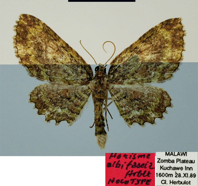 /filer/webapps/moths/media/images/A/albifascia_Horisme_HT_ZSMa.jpg