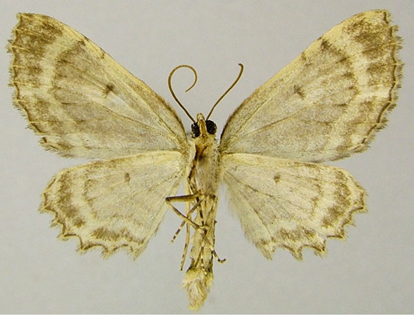 /filer/webapps/moths/media/images/A/albifascia_Horisme_HT_ZSMb.jpg
