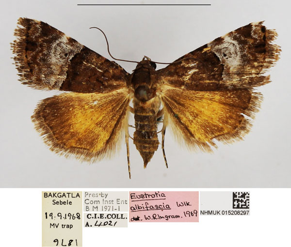 /filer/webapps/moths/media/images/A/albifascia_Ozarba_AF_NHMUK.jpg