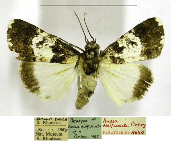 /filer/webapps/moths/media/images/A/albifasciata_Audea_PTM_TMSA.jpg
