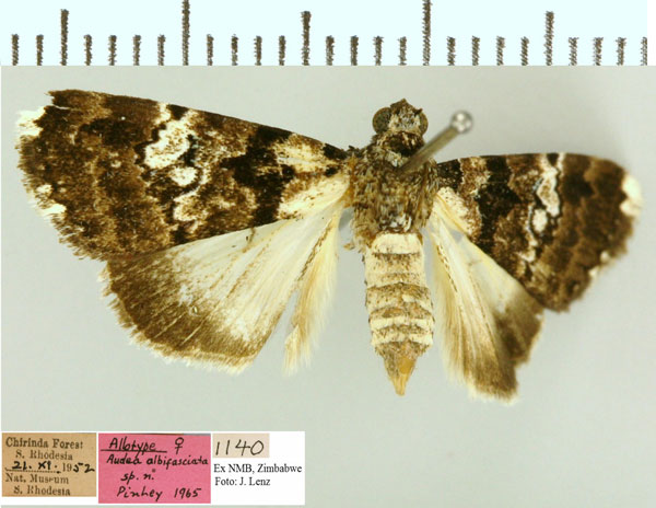 /filer/webapps/moths/media/images/A/albifasciata_Catephia_AT_NMB.jpg