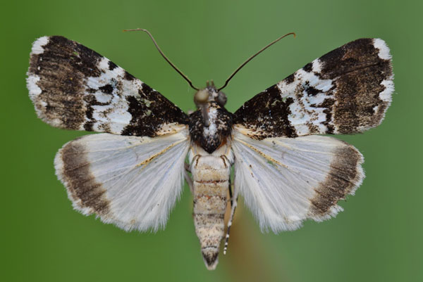 /filer/webapps/moths/media/images/A/albifasciata_Catephia_A_Butler.jpg
