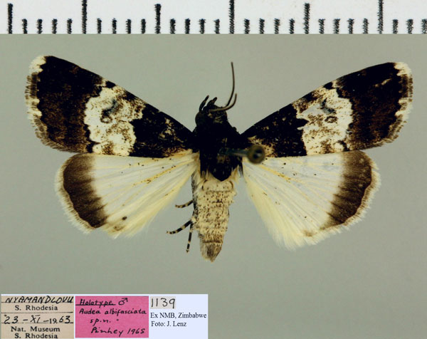 /filer/webapps/moths/media/images/A/albifasciata_Catephia_HT_NMB.jpg