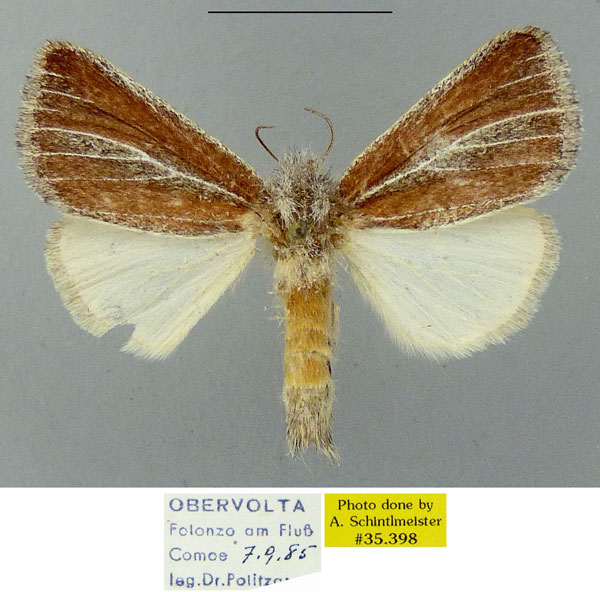/filer/webapps/moths/media/images/A/albifasciata_Parazana_AM_MGCL_01.jpg