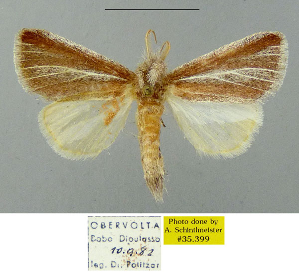 /filer/webapps/moths/media/images/A/albifasciata_Parazana_AM_MGCL_02.jpg