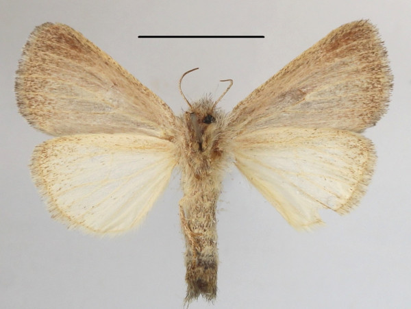 /filer/webapps/moths/media/images/A/albifasciata_Parazana_AM_MGCLb_01.JPG