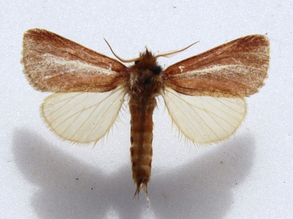 /filer/webapps/moths/media/images/A/albifasciata_Parazana_A_Goff.jpg
