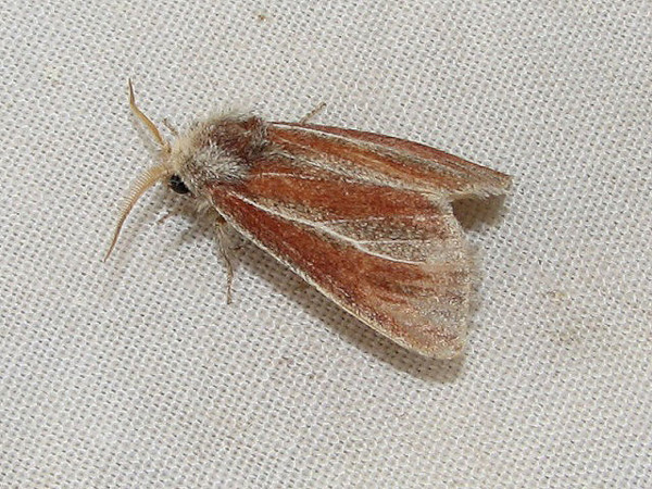 /filer/webapps/moths/media/images/A/albifasciata_Parazana_A_Goff_02.jpg
