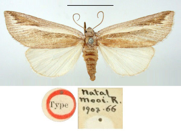 /filer/webapps/moths/media/images/A/albifasciata_Stomafrontia_HT_BMNH.jpg