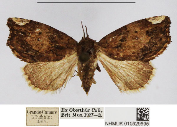 /filer/webapps/moths/media/images/A/albifera_Trogobriga_AF_NHMUK_01.jpg