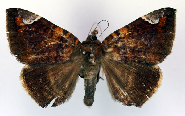/filer/webapps/moths/media/images/A/albifimbria_Achaea_AM_RMCA.jpg