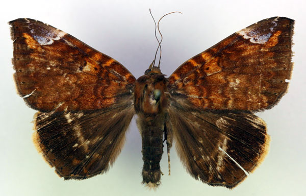 /filer/webapps/moths/media/images/A/albifimbria_Achaea_AM_RMCA_02.jpg