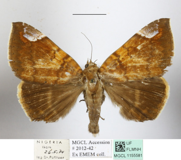 /filer/webapps/moths/media/images/A/albifimbria_Achaea_A_MGCLa_01.JPG