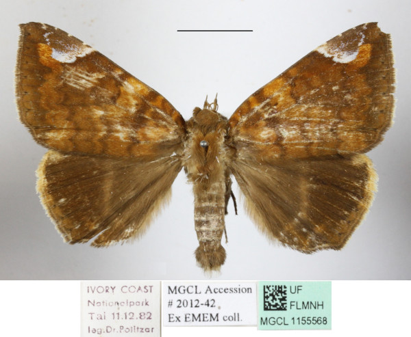 /filer/webapps/moths/media/images/A/albifimbria_Achaea_A_MGCLa_02.JPG