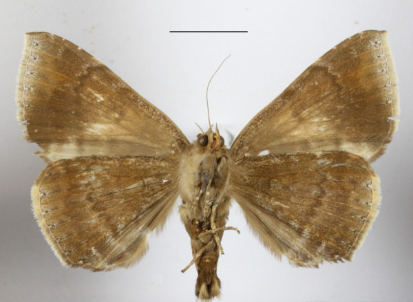 /filer/webapps/moths/media/images/A/albifimbria_Achaea_A_MGCLb_01.JPG