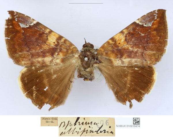 /filer/webapps/moths/media/images/A/albifimbria_Ophiusa_HT_BMNH_goHbM6S.jpg