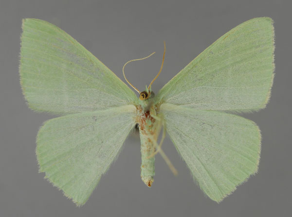 /filer/webapps/moths/media/images/A/albifimbria_Thalassodes_A_ZSM_02.jpg