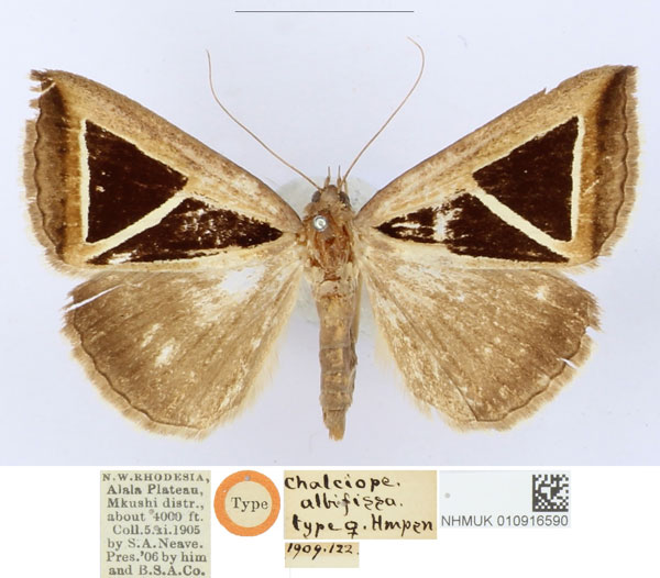 /filer/webapps/moths/media/images/A/albifissa_Chalciope_HT_BMNH_8DuEVwz.jpg