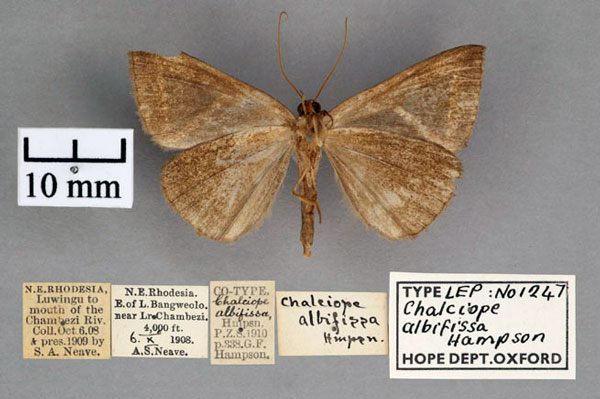 /filer/webapps/moths/media/images/A/albifissa_Chalciope_PT_OUMNH_02.jpg