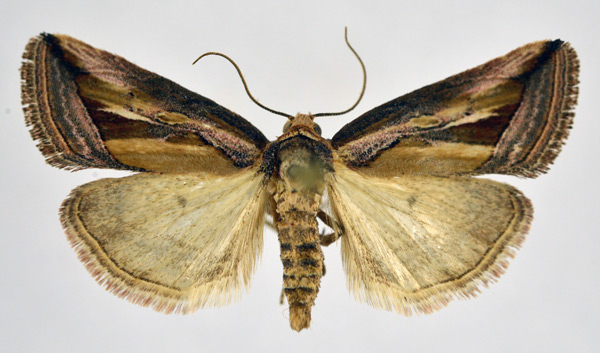 /filer/webapps/moths/media/images/A/albifissa_Eustrotia_A_NHMO.jpg