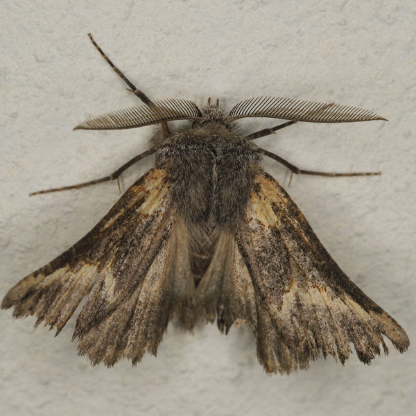 /filer/webapps/moths/media/images/A/albifluxa_Drepanogynis_AM_Heynsa.jpg