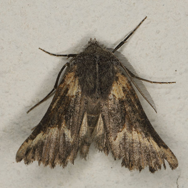 /filer/webapps/moths/media/images/A/albifluxa_Drepanogynis_AM_Heynsb.jpg