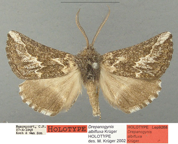 /filer/webapps/moths/media/images/A/albifluxa_Drepanogynis_HT_TMSA_Joy4gDY.jpg