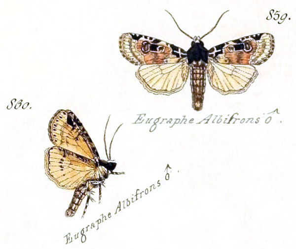 /filer/webapps/moths/media/images/A/albifrons_Eugraphe_HT_Geyer_859.jpg