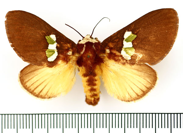 /filer/webapps/moths/media/images/A/albifrons_Latoia_AF_BMNH_01.jpg