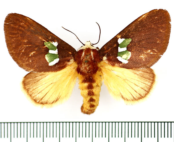 /filer/webapps/moths/media/images/A/albifrons_Latoia_AF_BMNH_02.jpg
