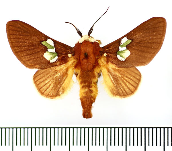 /filer/webapps/moths/media/images/A/albifrons_Latoia_AM_BMNH.jpg