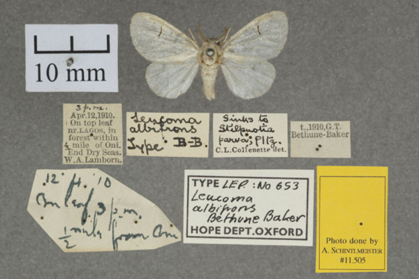 /filer/webapps/moths/media/images/A/albifrons_Leucoma_HT_OUMNH_01.jpg
