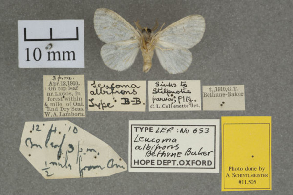 /filer/webapps/moths/media/images/A/albifrons_Leucoma_HT_OUMNHb_01.jpg