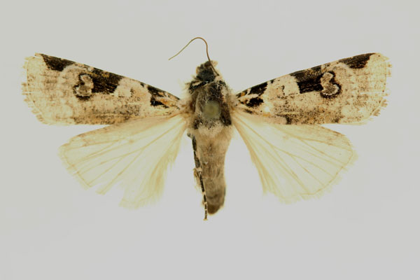 /filer/webapps/moths/media/images/A/albifrons_Mentaxya_AF_RMCA.jpg