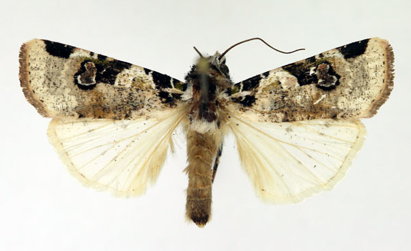/filer/webapps/moths/media/images/A/albifrons_Mentaxya_AM_Aulombard.jpg