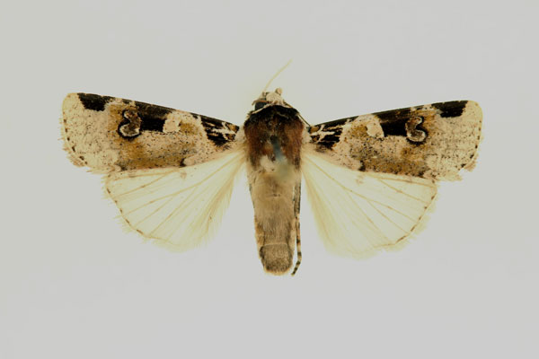 /filer/webapps/moths/media/images/A/albifrons_Mentaxya_AM_RMCA.jpg