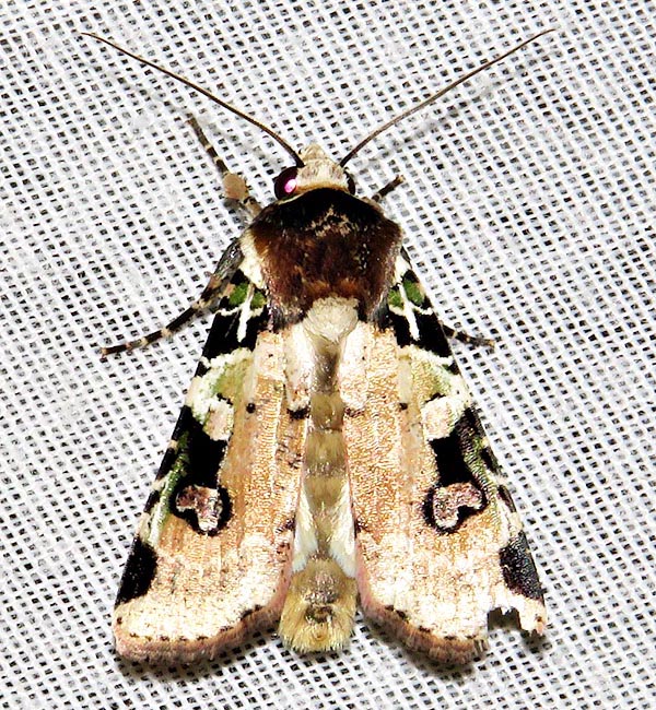 /filer/webapps/moths/media/images/A/albifrons_Mentaxya_A_Braun_10.jpg