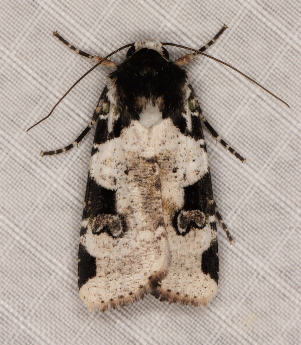 /filer/webapps/moths/media/images/A/albifrons_Mentaxya_A_Heyns_02.jpg