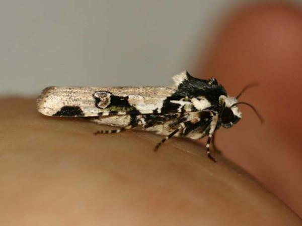 /filer/webapps/moths/media/images/A/albifrons_Mentaxya_A_Sydes.jpg