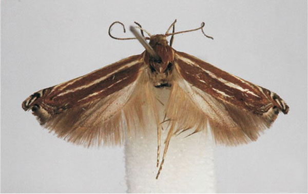 /filer/webapps/moths/media/images/A/albifulvella_Polyhymno_HT_BMNH.jpg